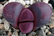 Load image into Gallery viewer, Lithops optica &#39;Rubra&#39;
