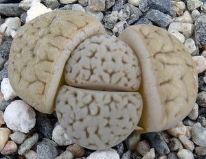 Lithops pseudotruncatella