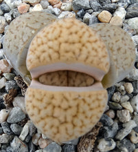 Load image into Gallery viewer, Lithops pseudotruncatella
