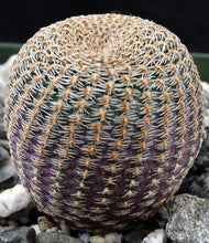 Load image into Gallery viewer, Echinopsis famatimensis
