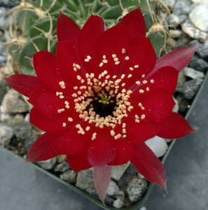 Lobivia pojoensis *Big red flowers*