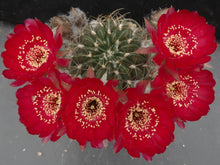 Load image into Gallery viewer, Lobivia pojoensis *Big red flowers*

