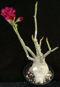 Adenium 'Mahasettee' *Big Plants!* Grafted Hybrid (15)