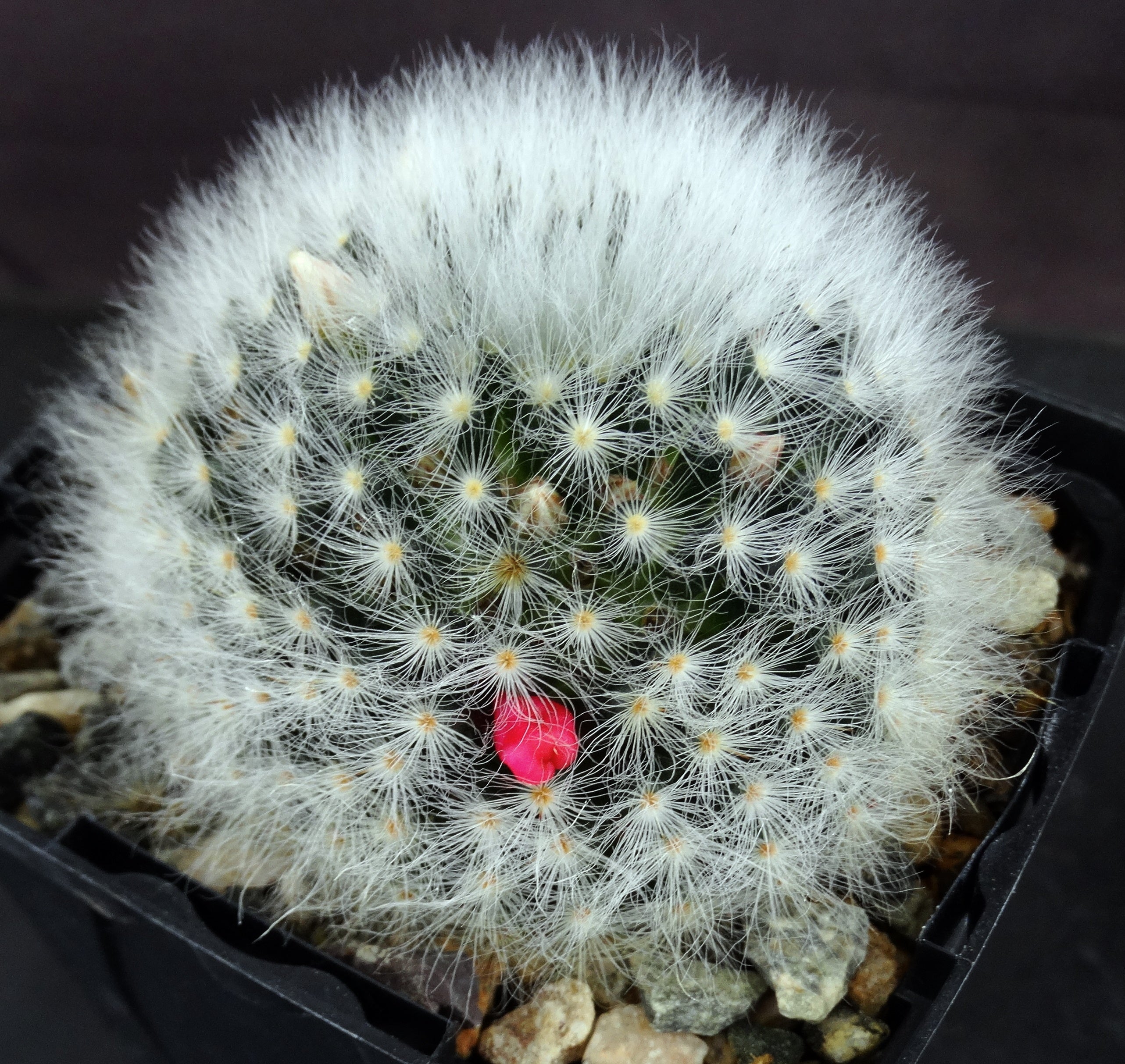 Mammillaria albicoma – Kyle's Plants