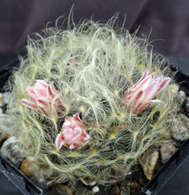Load image into Gallery viewer, Mammillaria aureilanata
