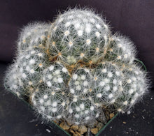 Load image into Gallery viewer, Mammillaria baumii *Big Clumps*
