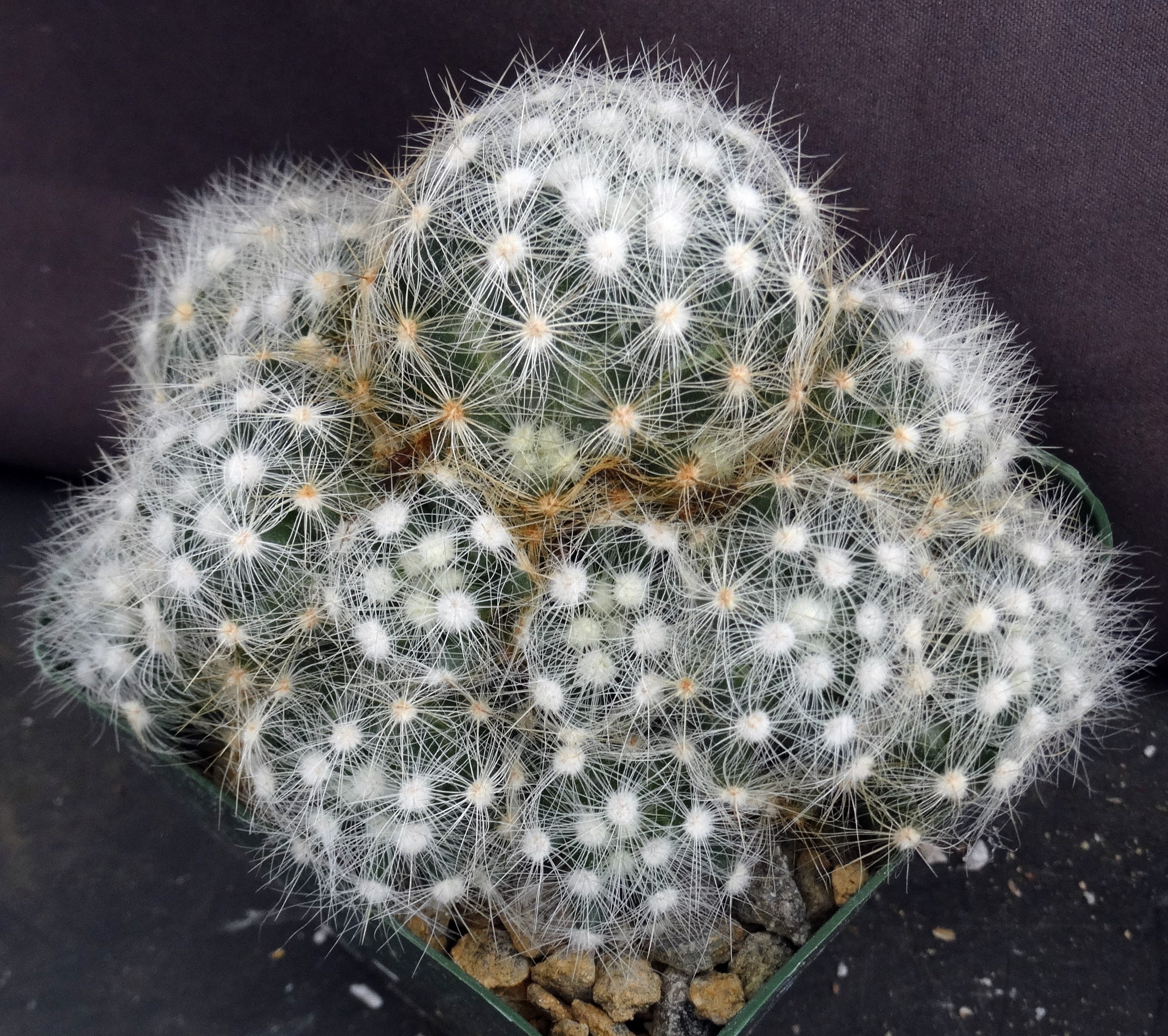 Mammillaria baumii *Big Clumps*