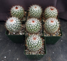 Load image into Gallery viewer, Mammillaria bombycina
