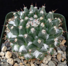 Load image into Gallery viewer, Mammillaria bucareliensis
