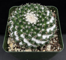 Load image into Gallery viewer, Mammillaria bucareliensis
