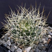 Load image into Gallery viewer, Mammillaria camptotricha
