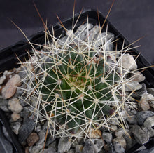 Load image into Gallery viewer, Mammillaria camptotricha
