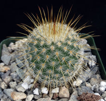 Load image into Gallery viewer, Mammillaria dixanthocentron
