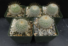 Load image into Gallery viewer, Mammillaria dixanthocentron

