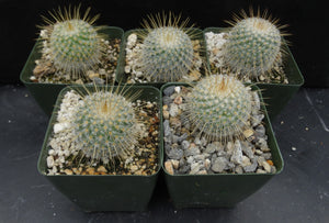 Mammillaria dixanthocentron