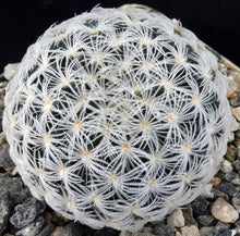 Load image into Gallery viewer, Mammillaria duwei Spineless form.
