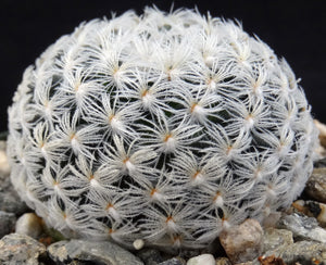 Mammillaria duwei Spineless form.