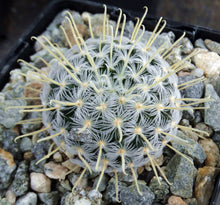 Load image into Gallery viewer, Mammillaria duwei Spine form

