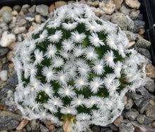 Load image into Gallery viewer, Mammillaria duwei Clumping plants!
