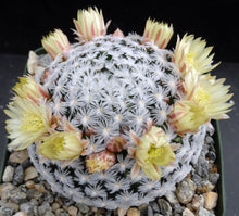 Load image into Gallery viewer, Mammillaria duwei Spineless form.
