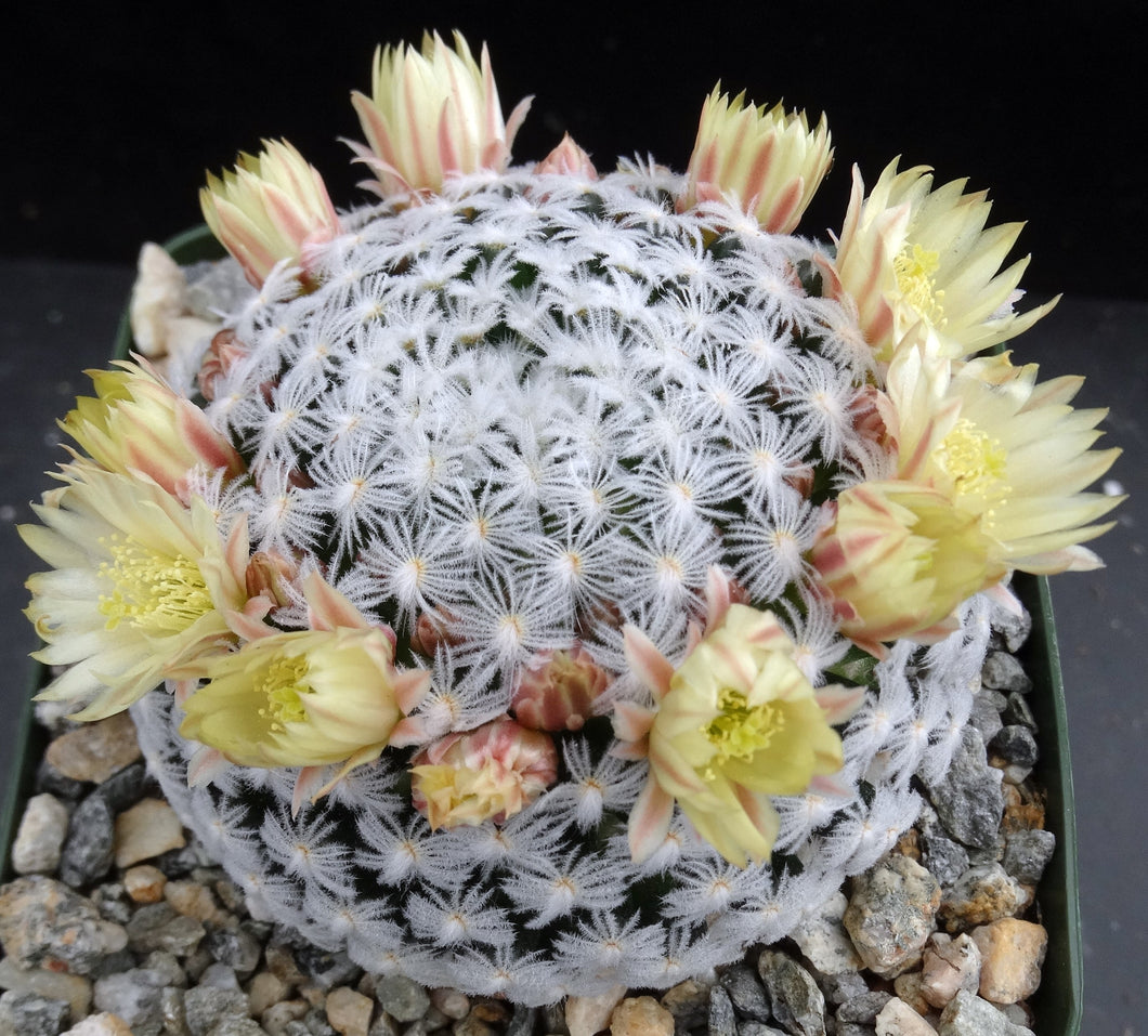 Mammillaria duwei Spineless form.