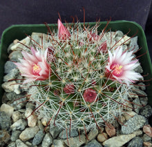 Load image into Gallery viewer, Mammillaria fittkaui
