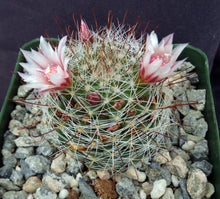 Load image into Gallery viewer, Mammillaria fittkaui
