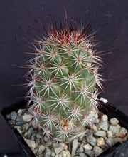 Load image into Gallery viewer, Mammillaria fraileana
