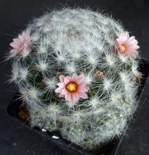 Load image into Gallery viewer, Mammillaria glassii
