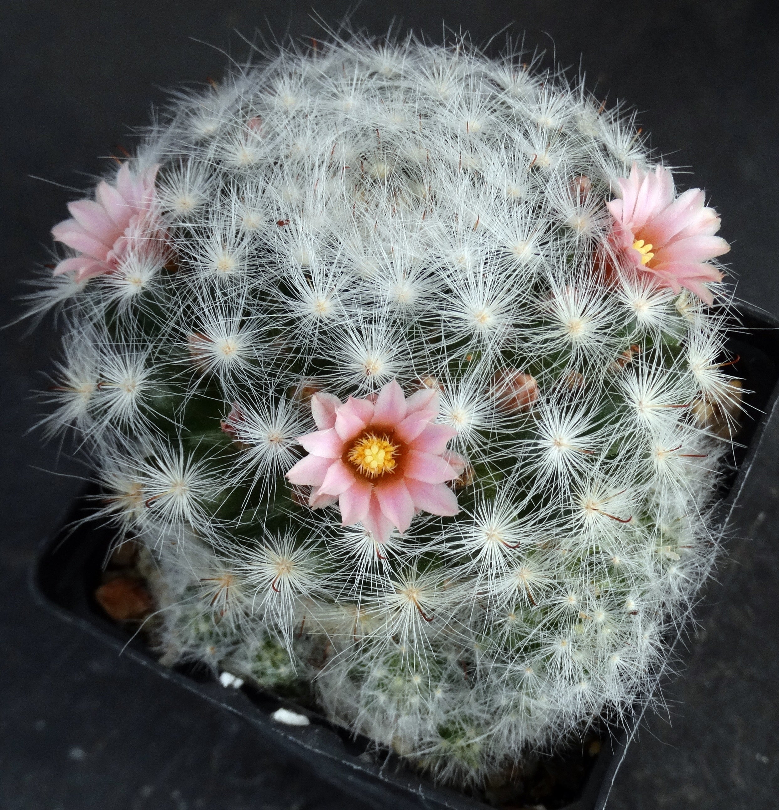 Mammillaria glassii