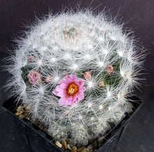 Load image into Gallery viewer, Mammillaria glassii
