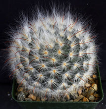 Load image into Gallery viewer, Mammillaria guelzowiana
