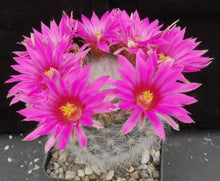 Load image into Gallery viewer, Mammillaria guelzowiana
