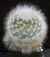 Load image into Gallery viewer, Mammillaria guelzowiana Clumping plant!
