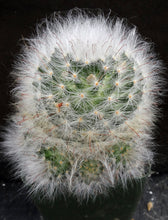 Load image into Gallery viewer, Mammillaria guelzowiana Clumping plant!
