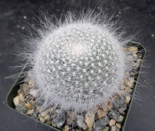 Load image into Gallery viewer, Mammillaria hahniana
