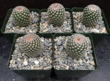 Load image into Gallery viewer, Mammillaria matudae
