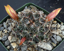 Load image into Gallery viewer, Mammillaria melaluca
