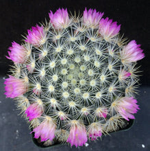 Load image into Gallery viewer, Mammillaria laui v. subducta
