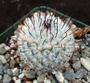 Mammillaria perezdelarosae *Cute cactus w/ black hook spines*