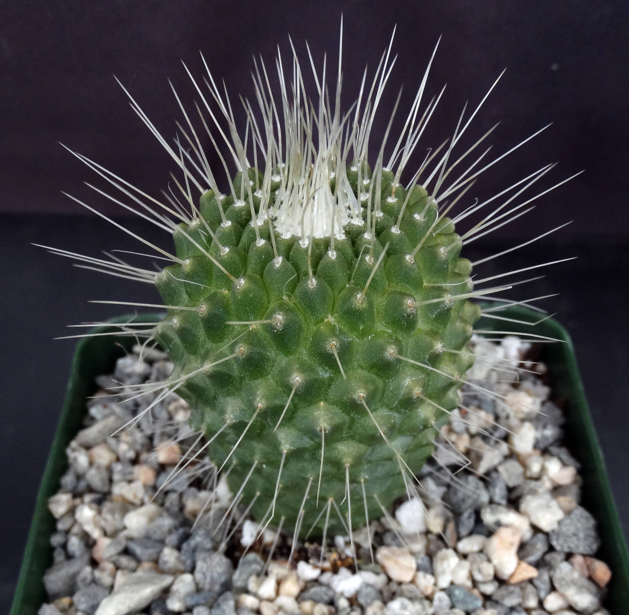 mammillaria spinosissima un pico Mammillaria spinosissima cv. 'Un Pico'
