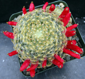 Mammillaria schiedeana