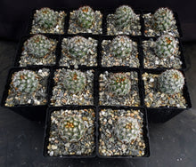 Load image into Gallery viewer, Mammillaria schumannii v. globosa
