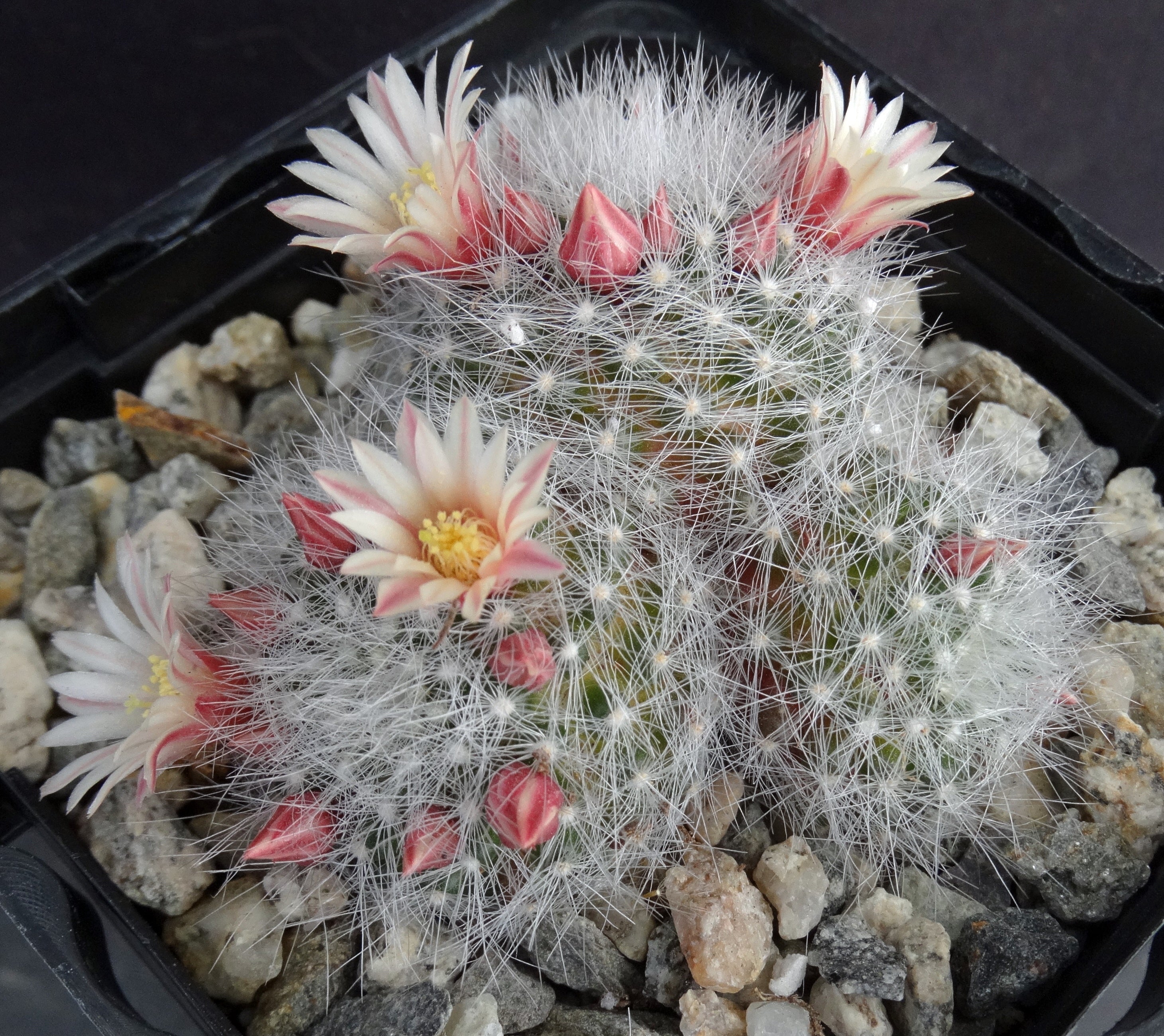 Mammillaria schwarzii Clumping plants!