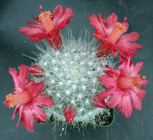 Load image into Gallery viewer, Mammillaria senilis
