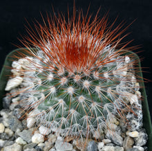 Load image into Gallery viewer, Mammillaria spinosissima

