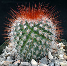 Load image into Gallery viewer, Mammillaria spinosissima
