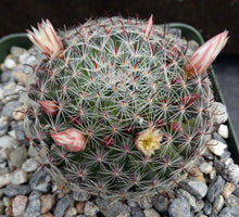 Load image into Gallery viewer, Mammillaria tezontle
