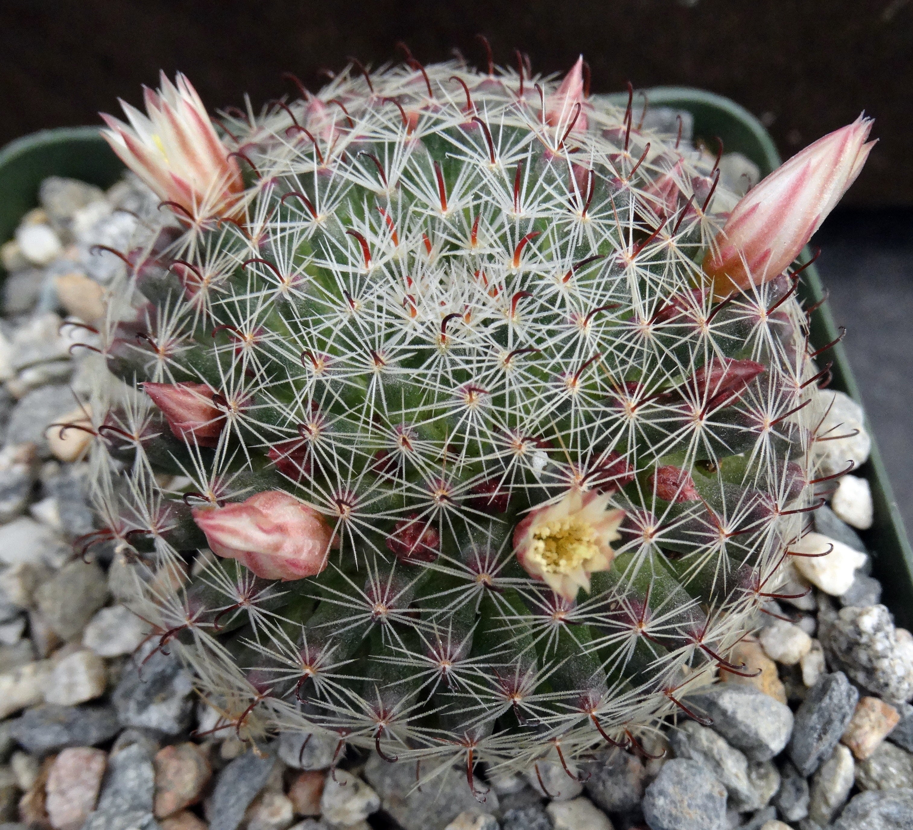 Mammillaria tezontle – Kyle's Plants