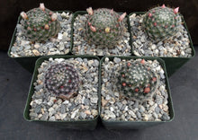 Load image into Gallery viewer, Mammillaria tezontle
